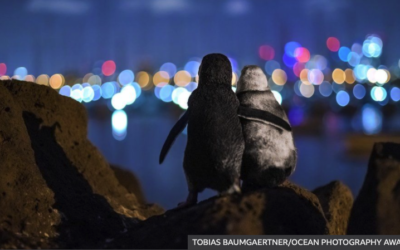 Widowed penguins hug in award-winning photo