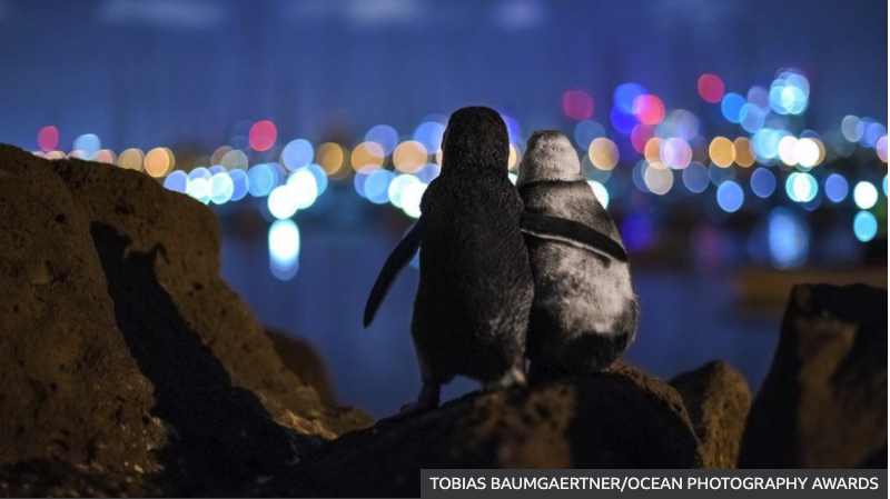 Widowed penguins hug in award-winning photo